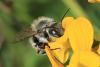 Osmia sp.